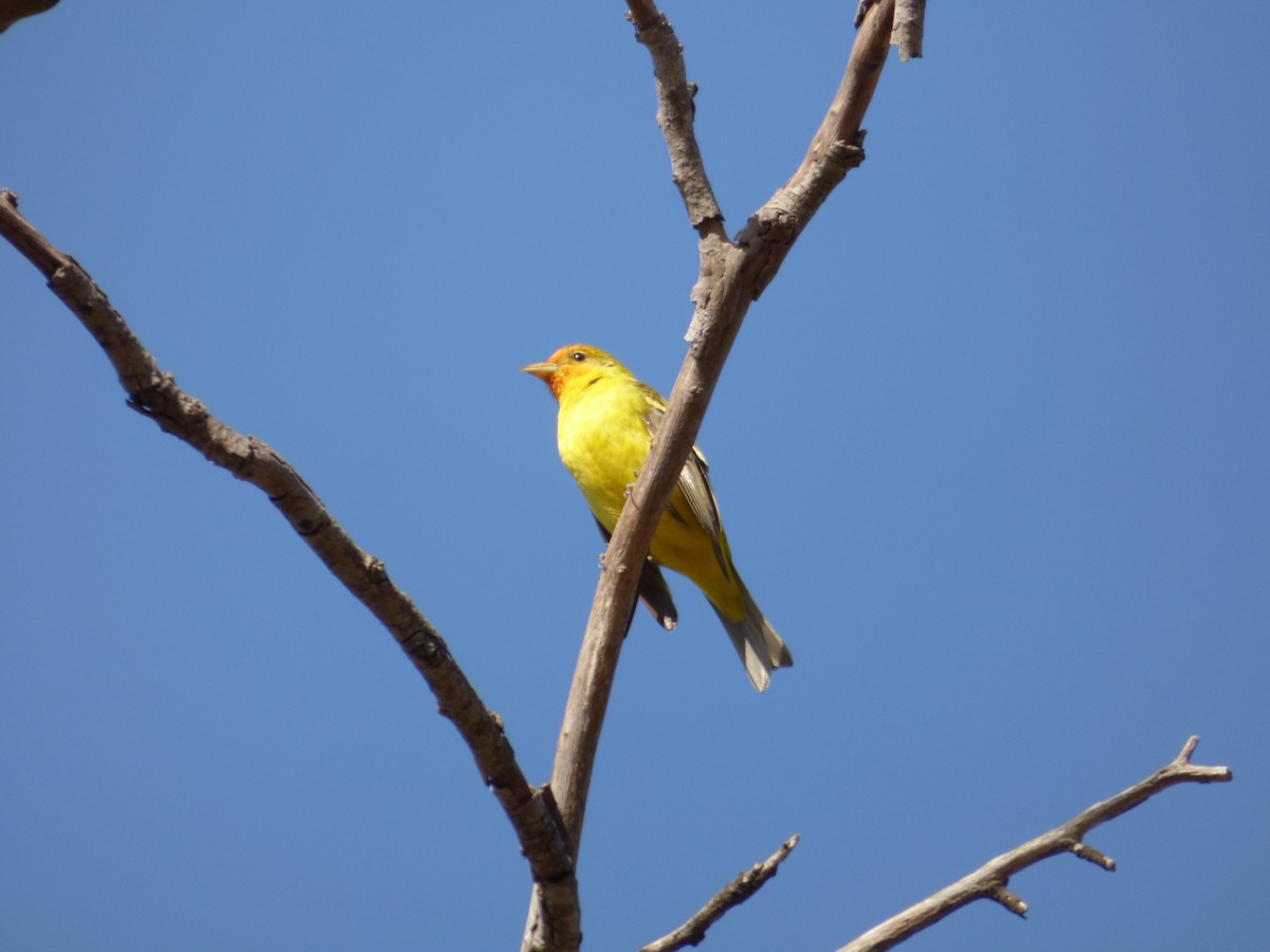 Western Tanager - ML619366147