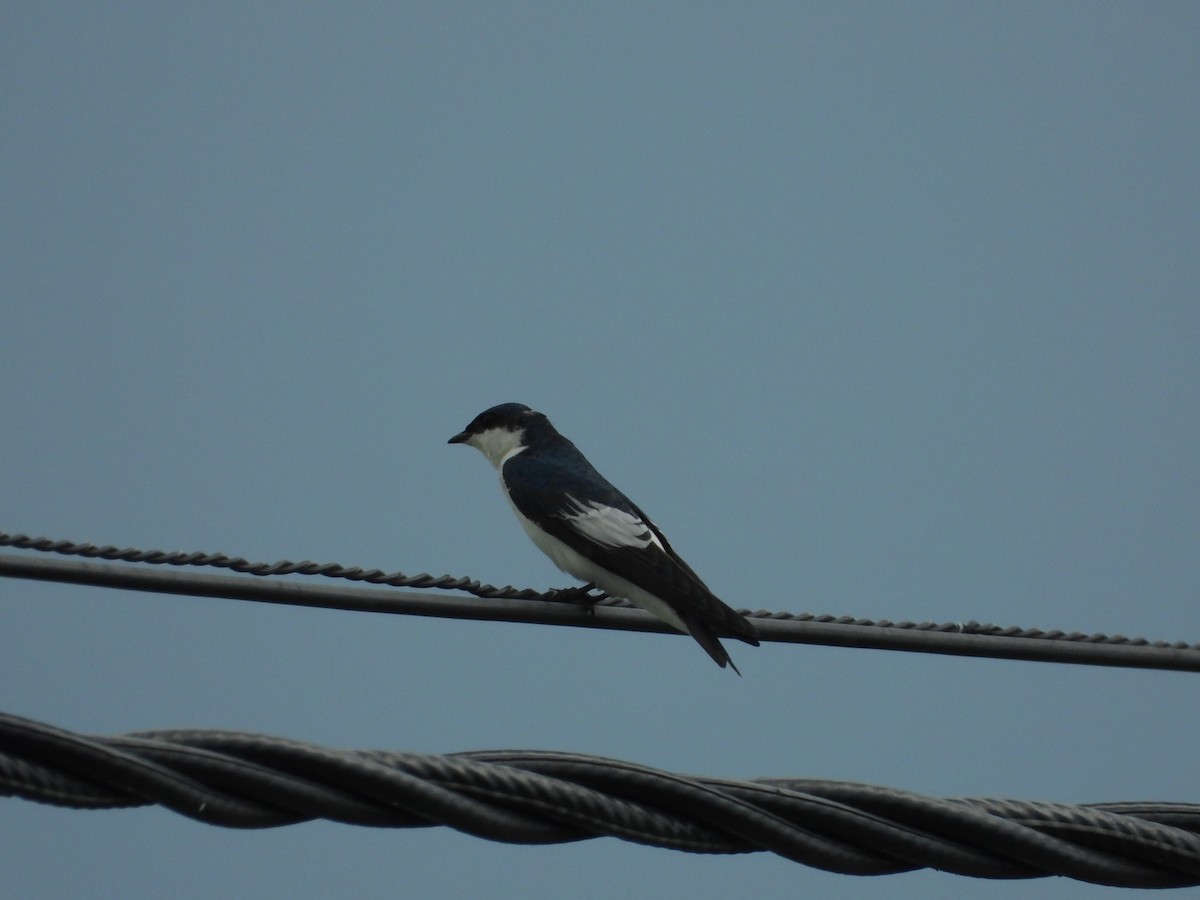 White-winged Swallow - ML619366164