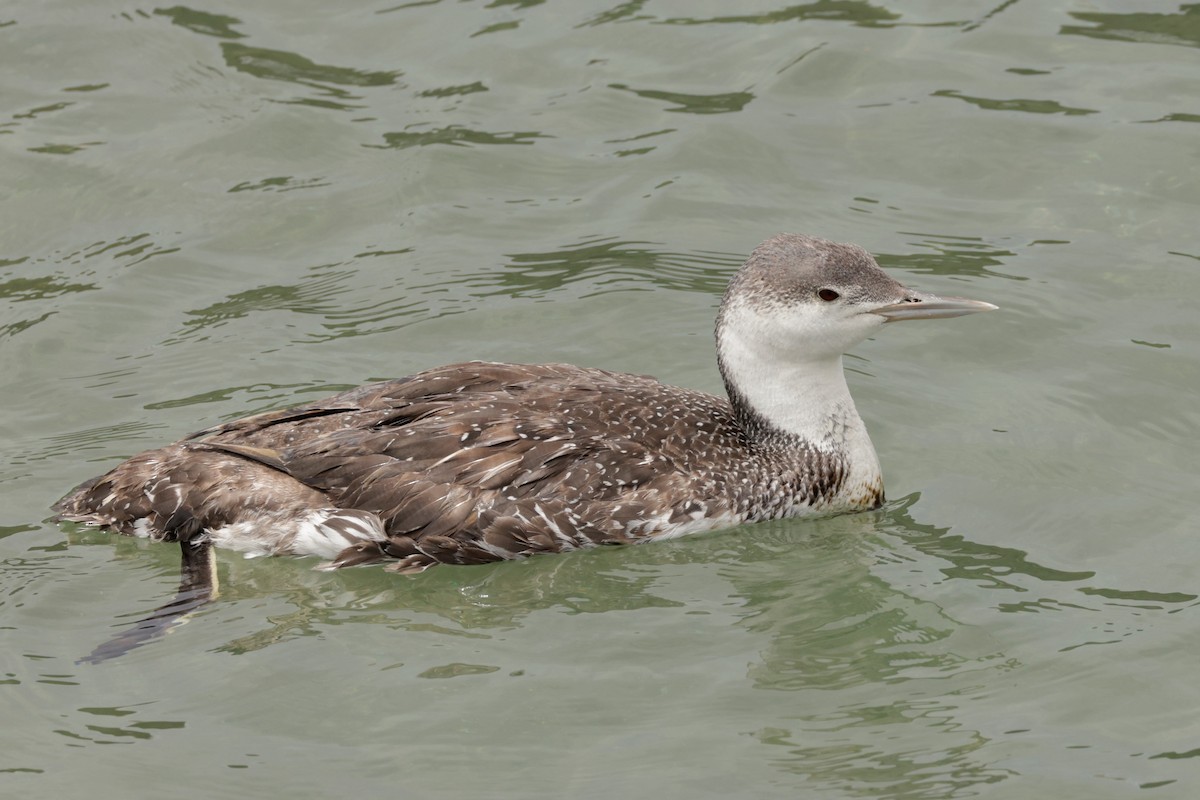 Red-throated Loon - ML619366169