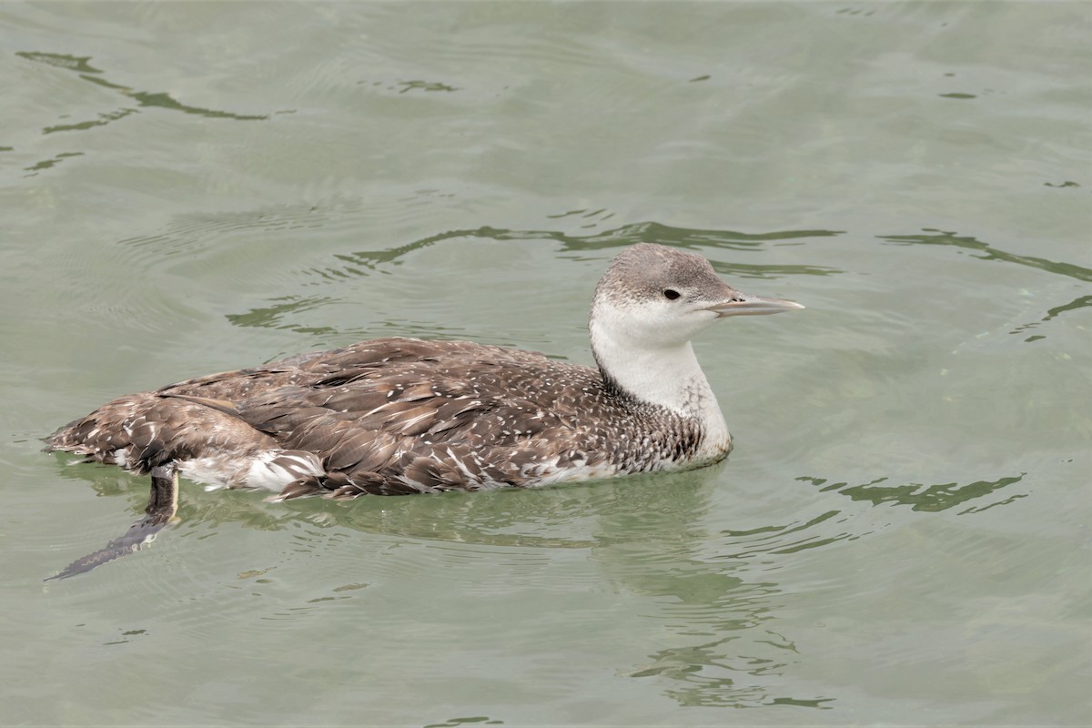 Red-throated Loon - ML619366170