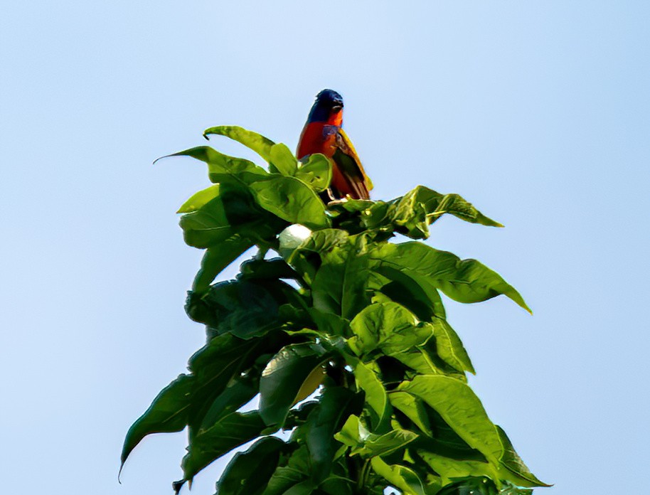 Painted Bunting - ML619366227