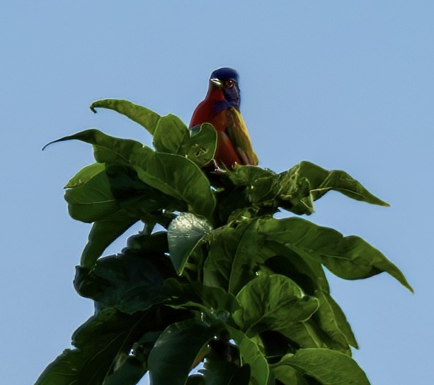 Painted Bunting - ML619366228