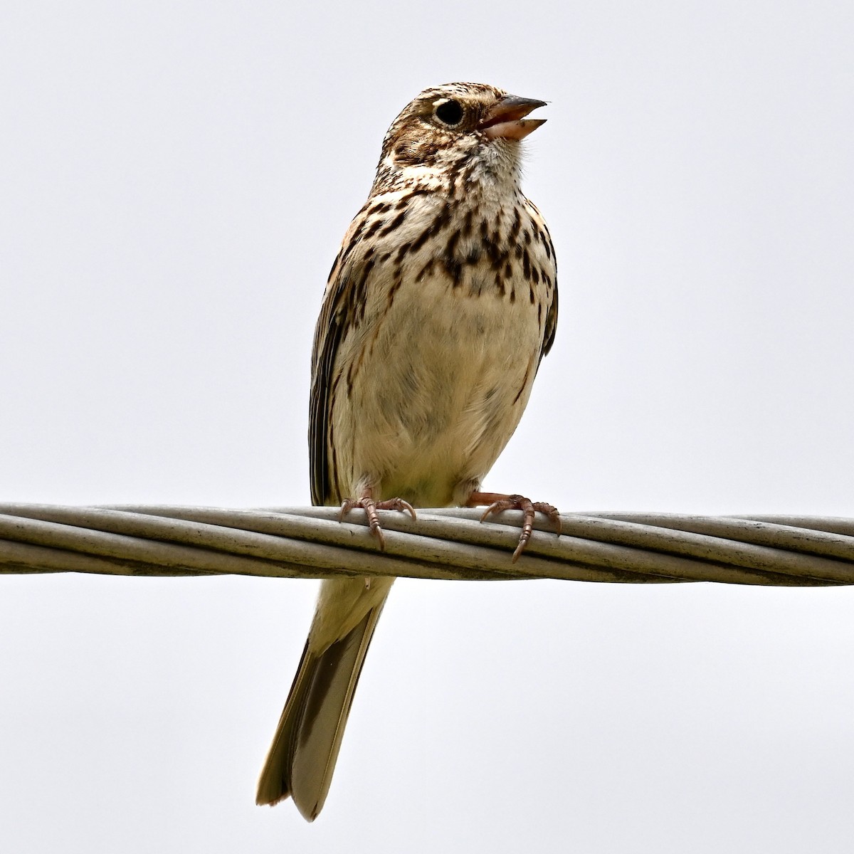Vesper Sparrow - ML619366296