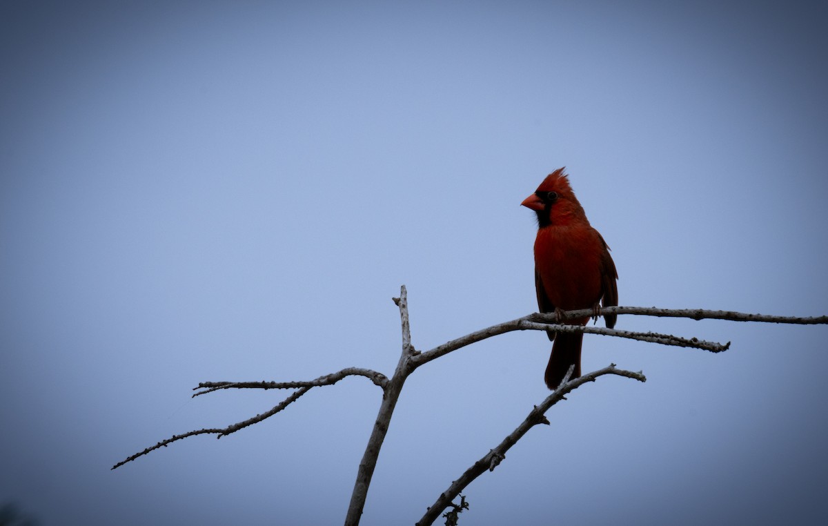 Cardinal rouge - ML619366297