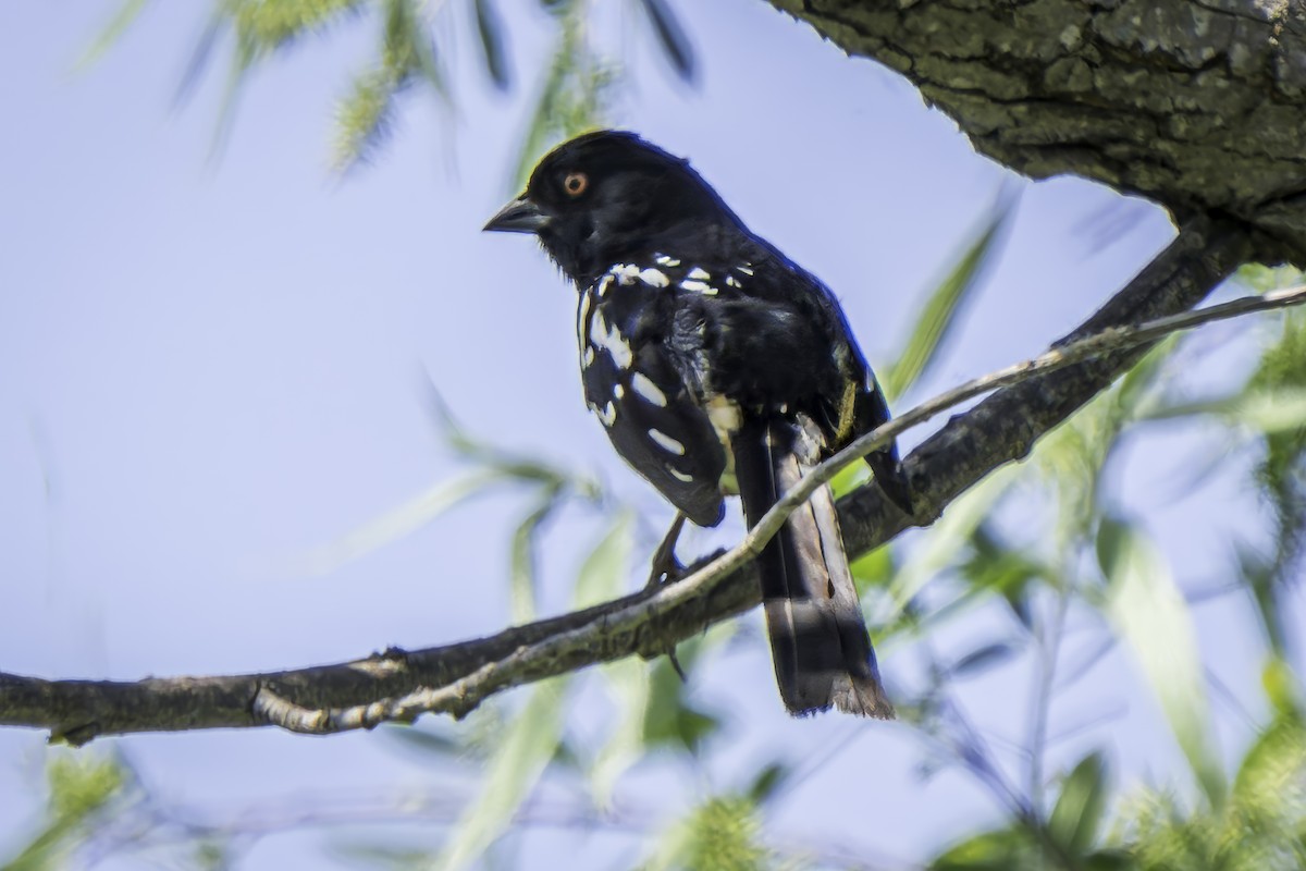 Spotted Towhee - ML619366358