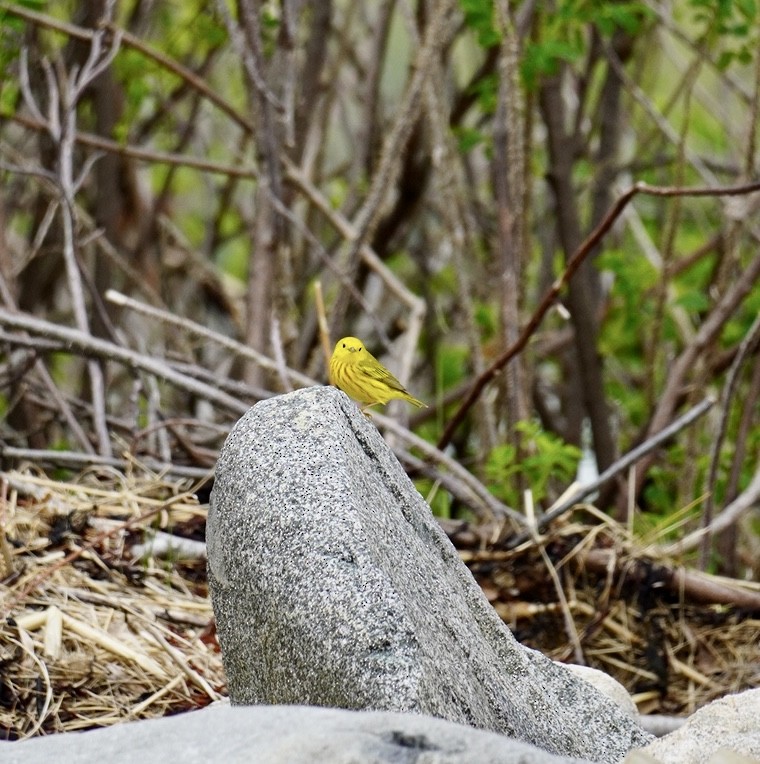 Yellow Warbler - ML619366359
