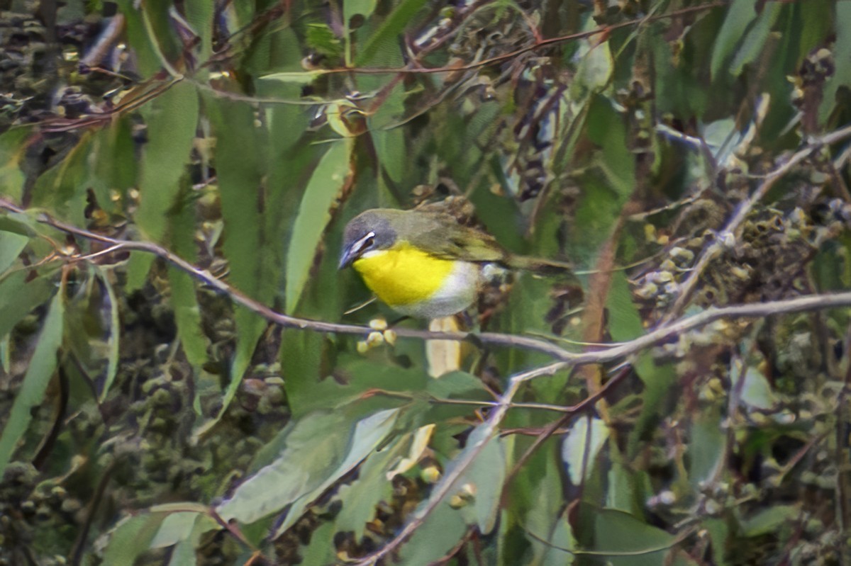 Yellow-breasted Chat - ML619366381