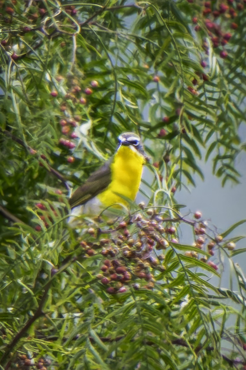Yellow-breasted Chat - ML619366385