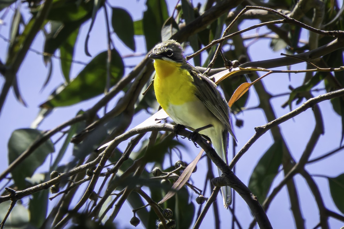 Yellow-breasted Chat - ML619366394