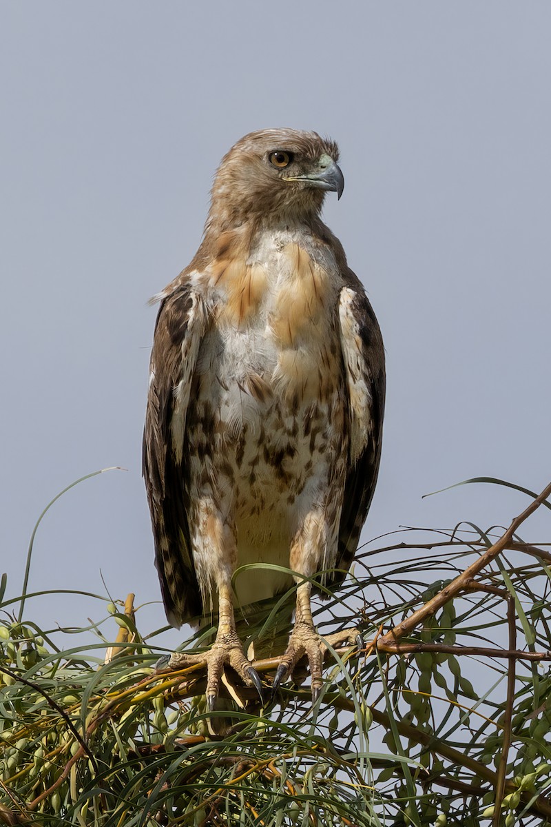 Red-tailed Hawk - ML619366395