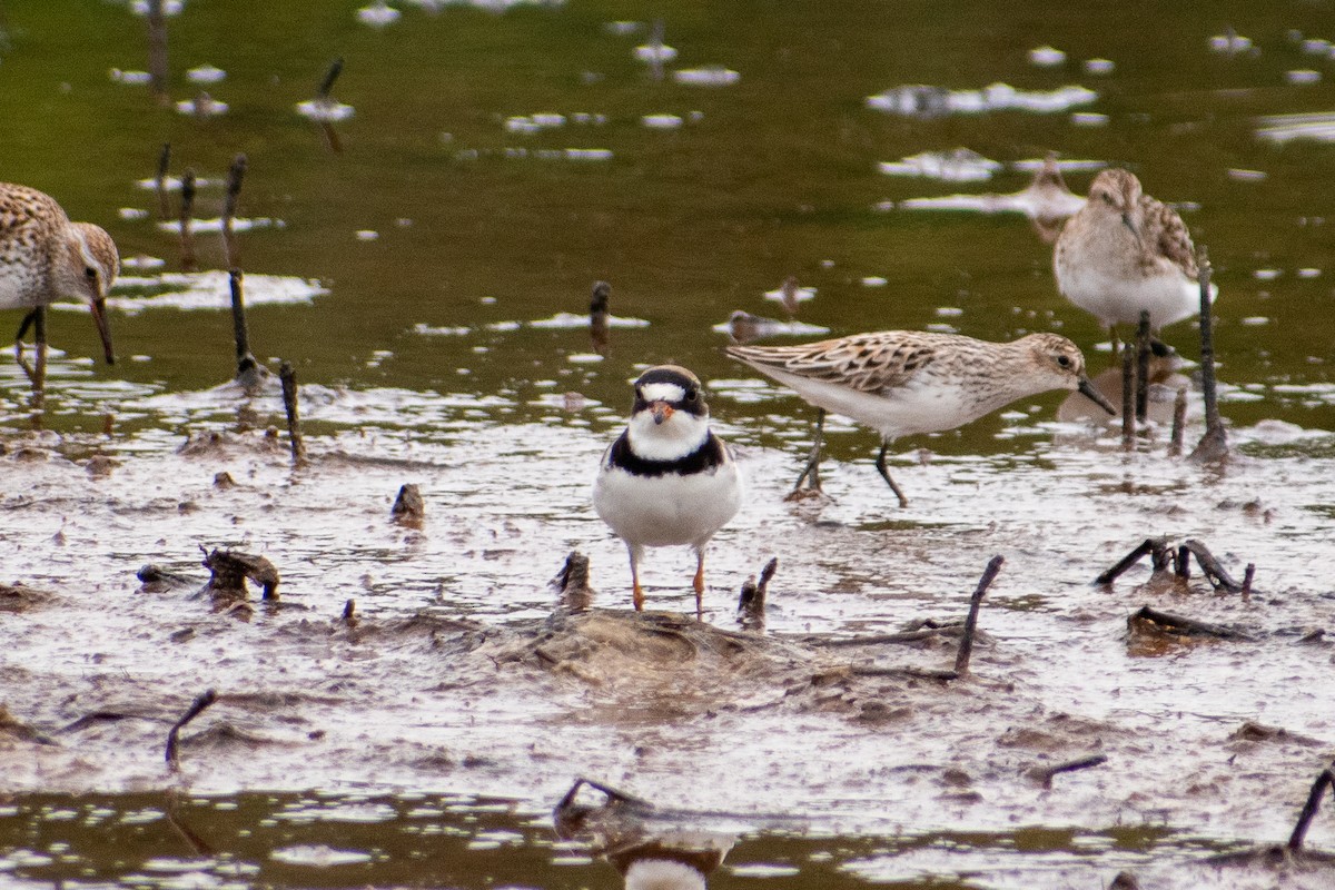 Semipalmated Plover - ML619366539