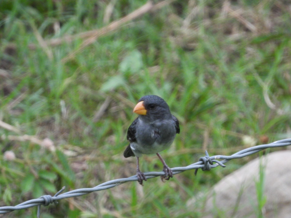 Gray Seedeater - ML619366585