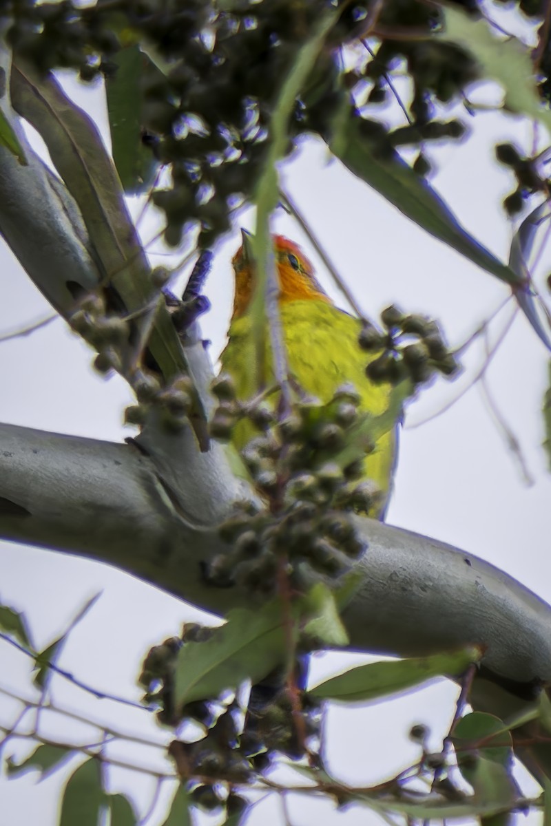 Western Tanager - ML619366618