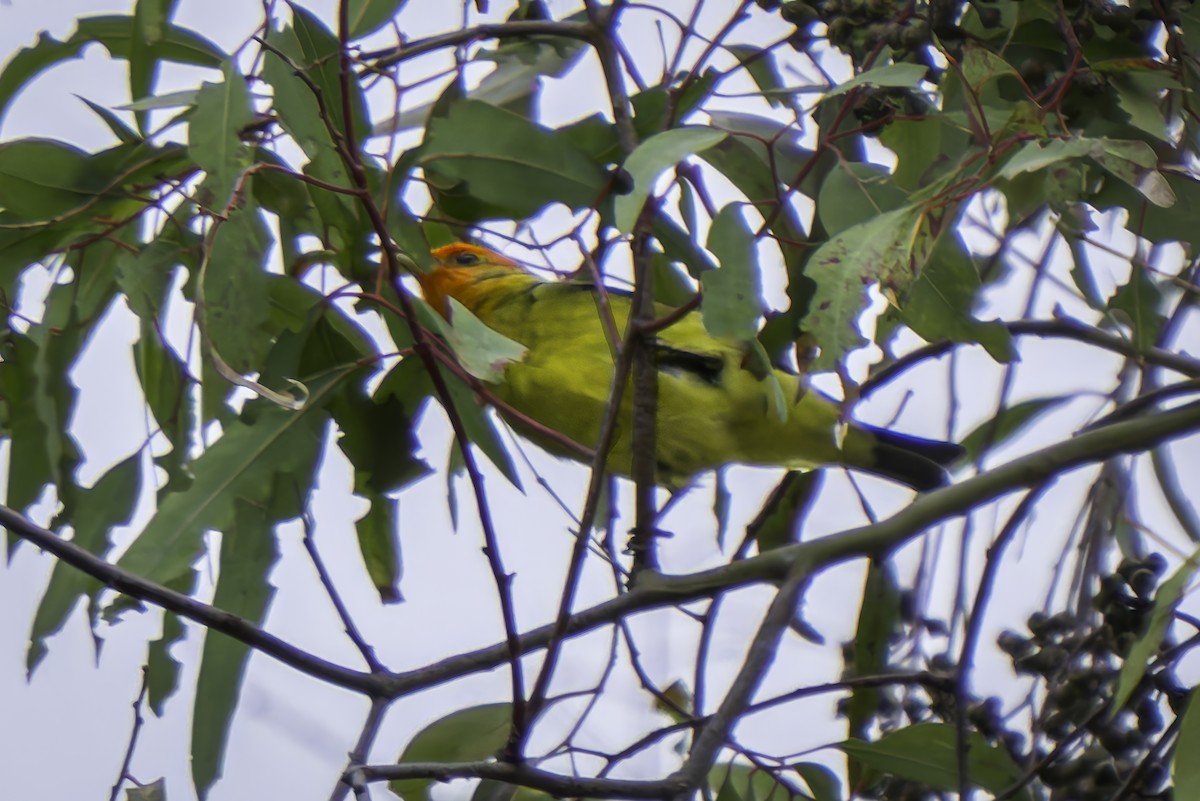 Western Tanager - ML619366622