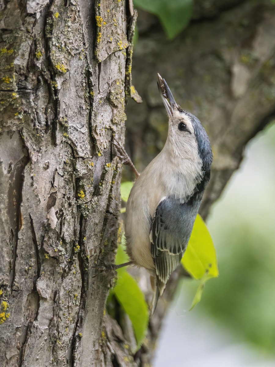 White-breasted Nuthatch - ML619366630