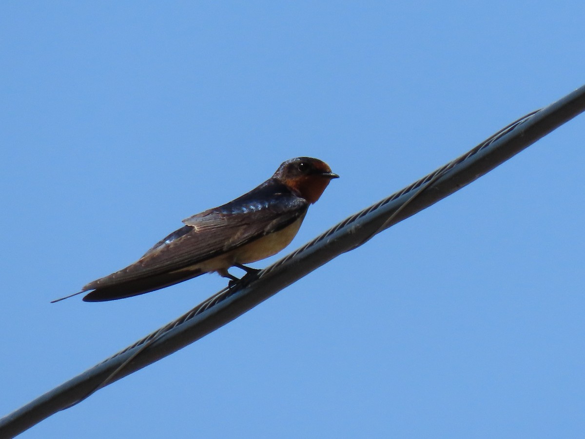 Barn Swallow - ML619366654