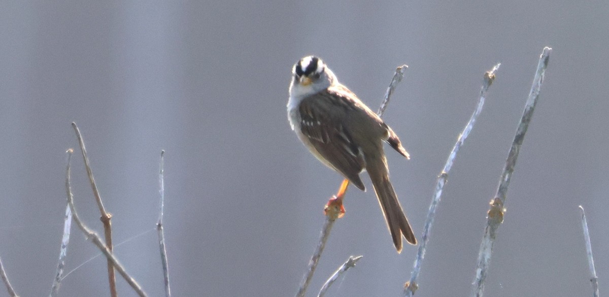 White-crowned Sparrow - ML619366673
