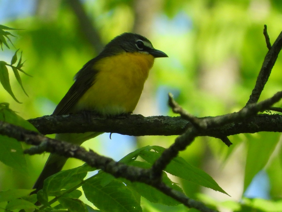 Yellow-breasted Chat - ML619366696