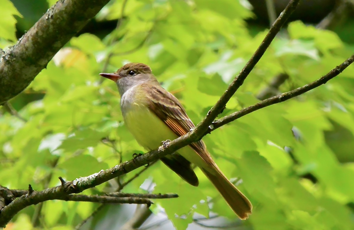 Great Crested Flycatcher - ML619366697