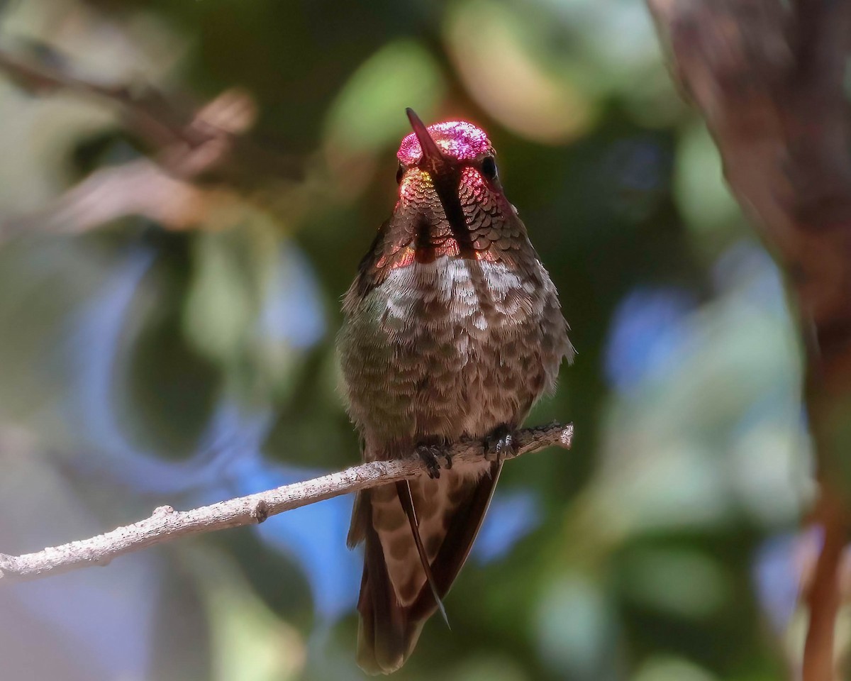 Anna's Hummingbird - ML619366699
