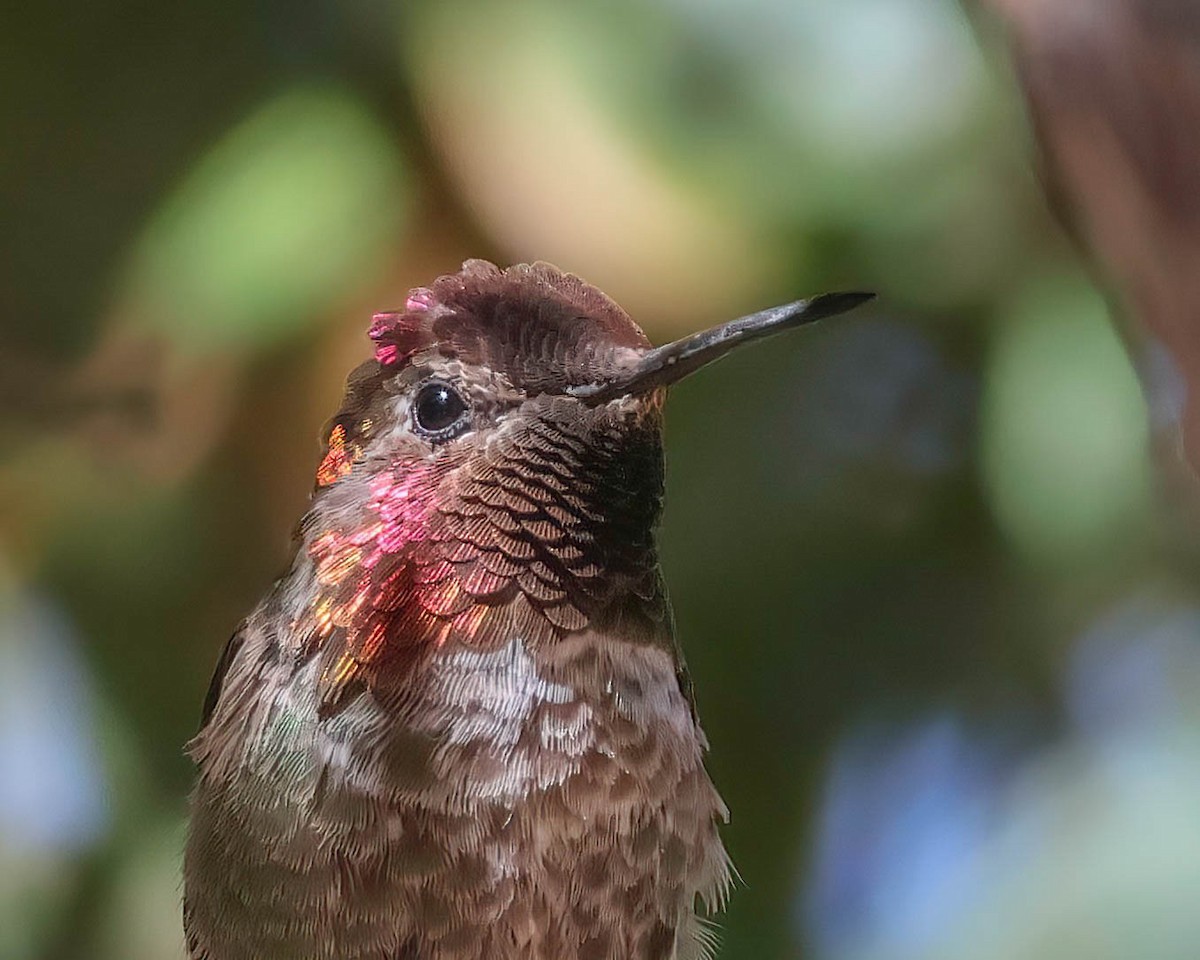 Anna's Hummingbird - ML619366706