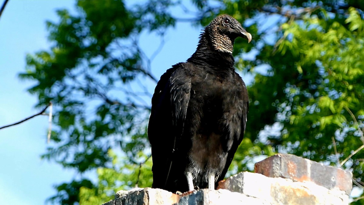 Black Vulture - ML619366709