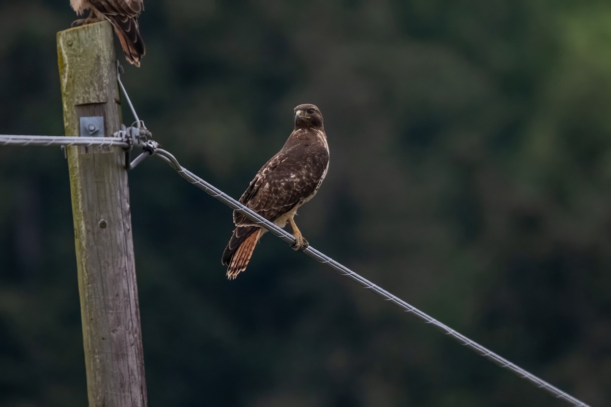 Red-tailed Hawk - ML619366738