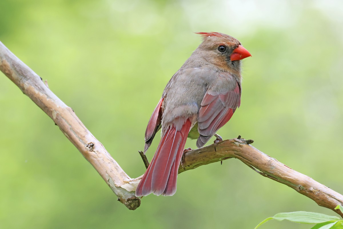 Cardinal rouge - ML619366813