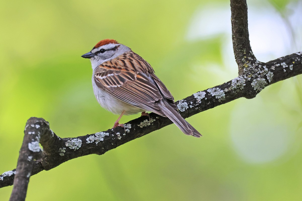 Chipping Sparrow - ML619366858
