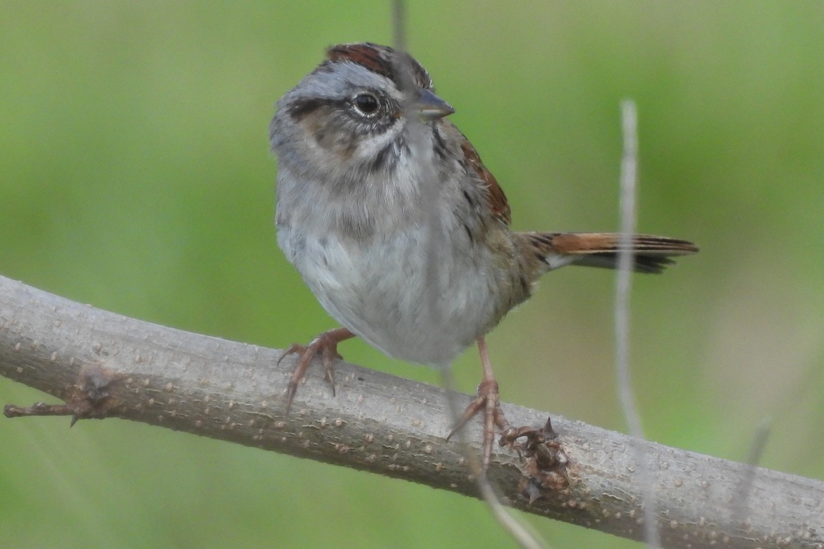 Swamp Sparrow - ML619366871