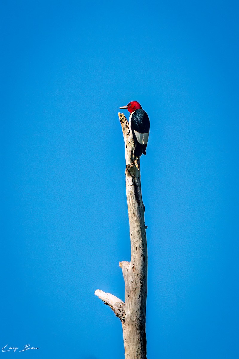 Red-headed Woodpecker - ML619366877