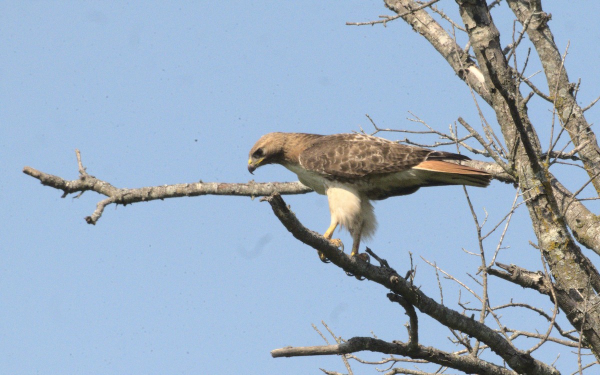 Red-tailed Hawk - ML619366893