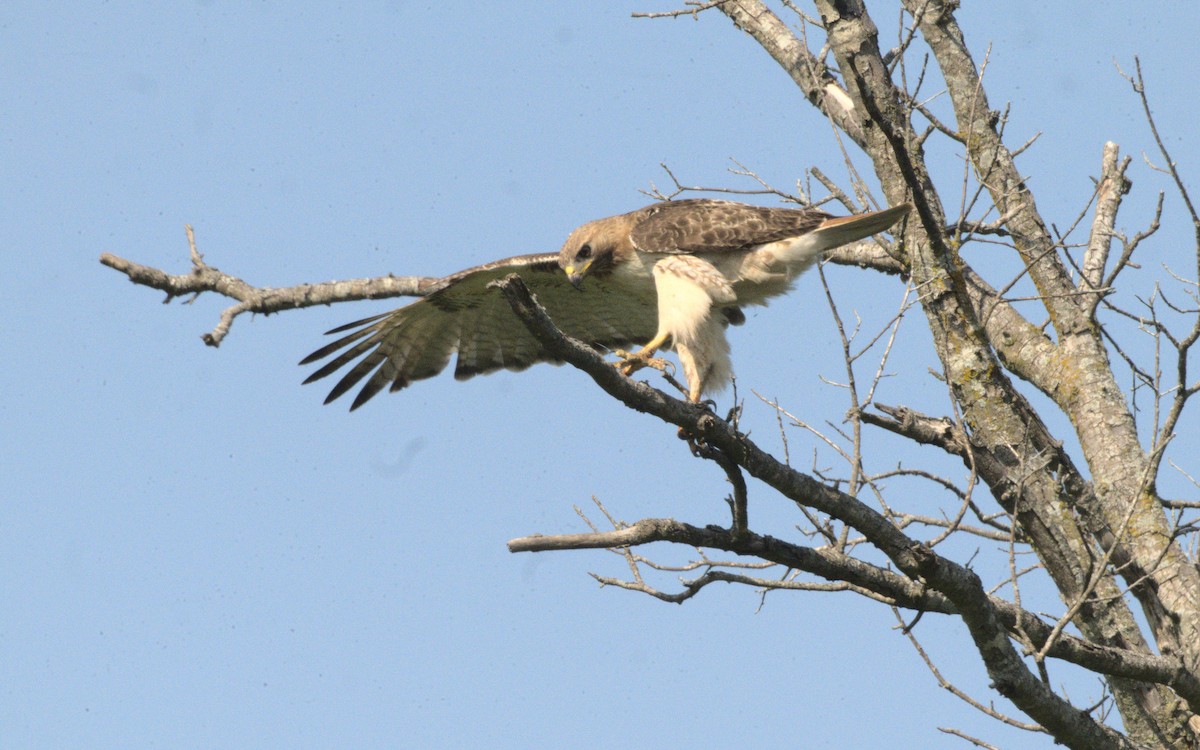 Red-tailed Hawk - ML619366897