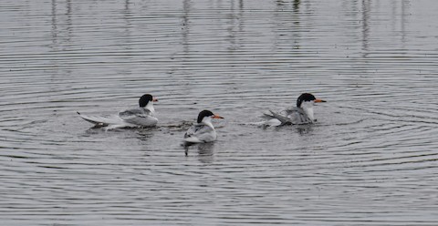 Forster's Tern - Bert Filemyr