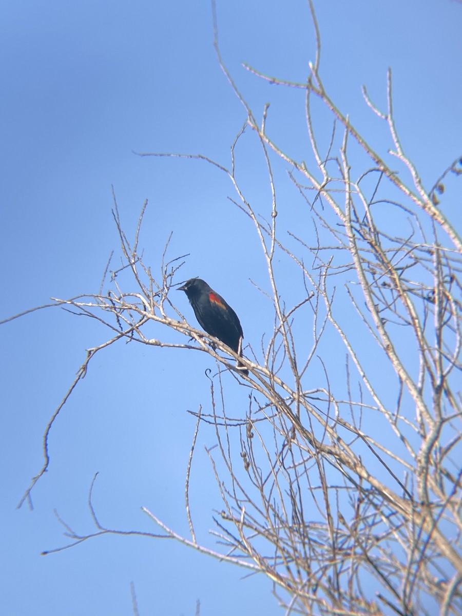 Red-winged Blackbird - ML619366966