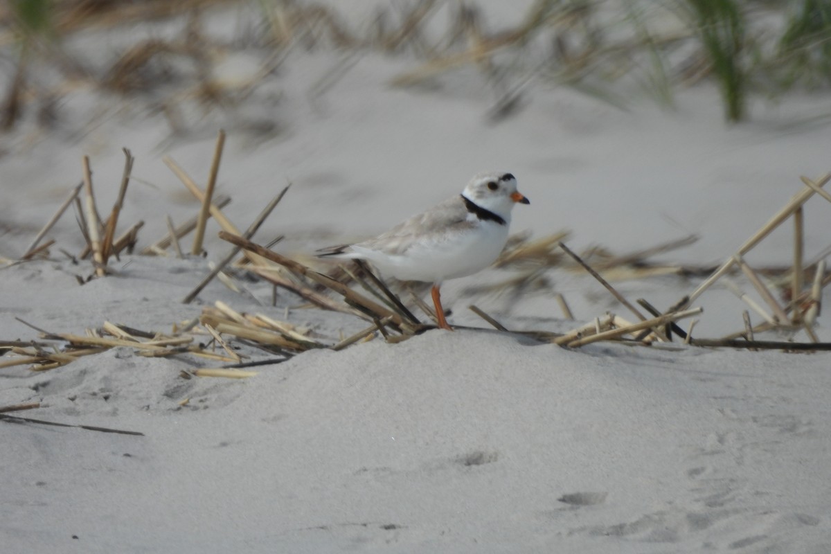 Piping Plover - ML619366970