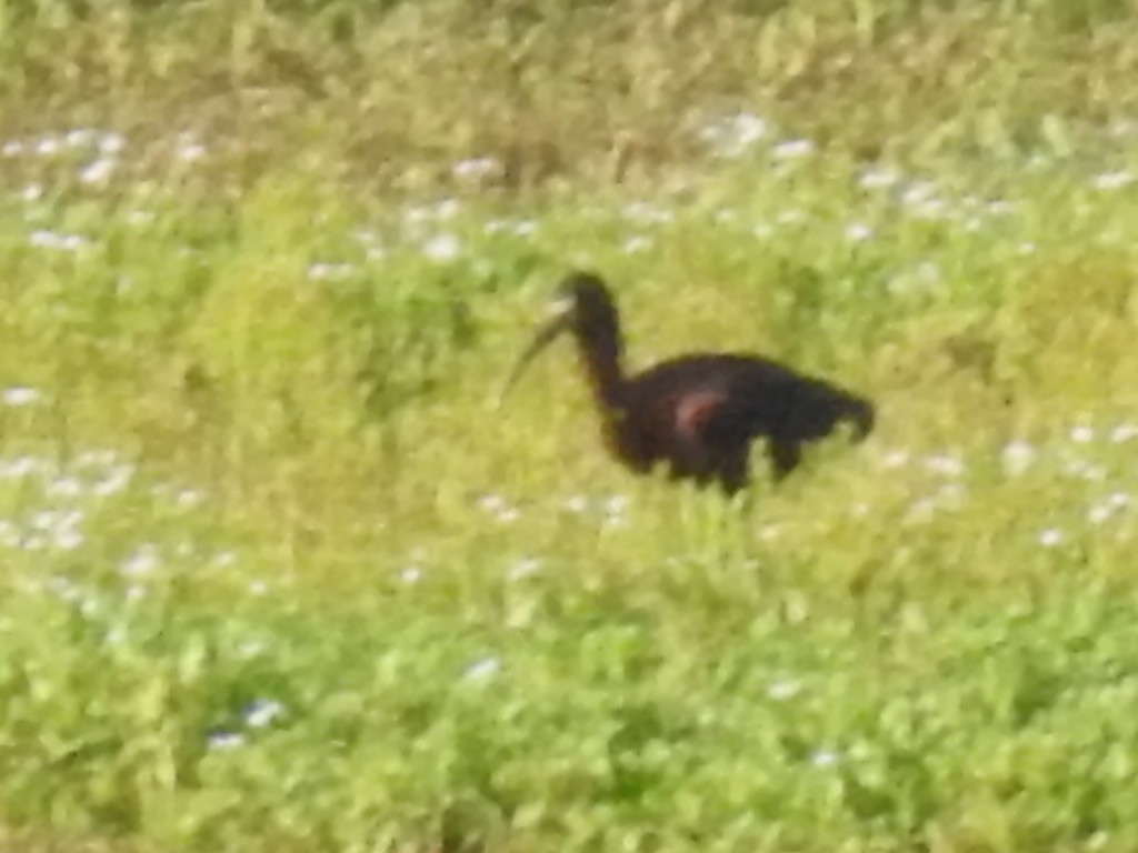 ibis hnědý - ML619366974