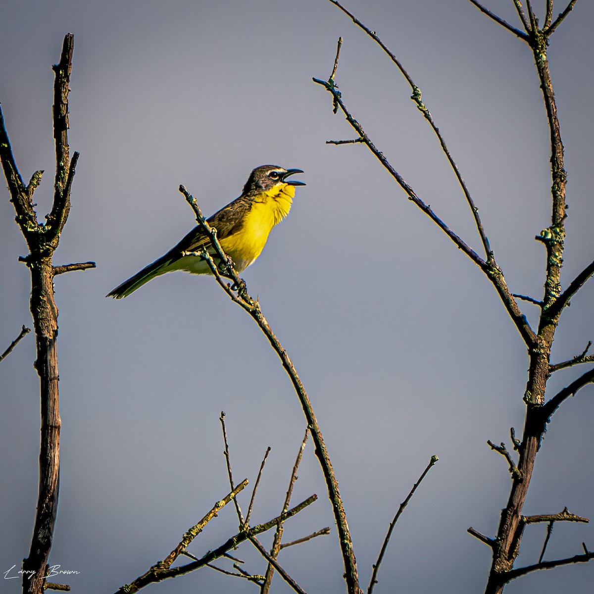 Yellow-breasted Chat - ML619366983