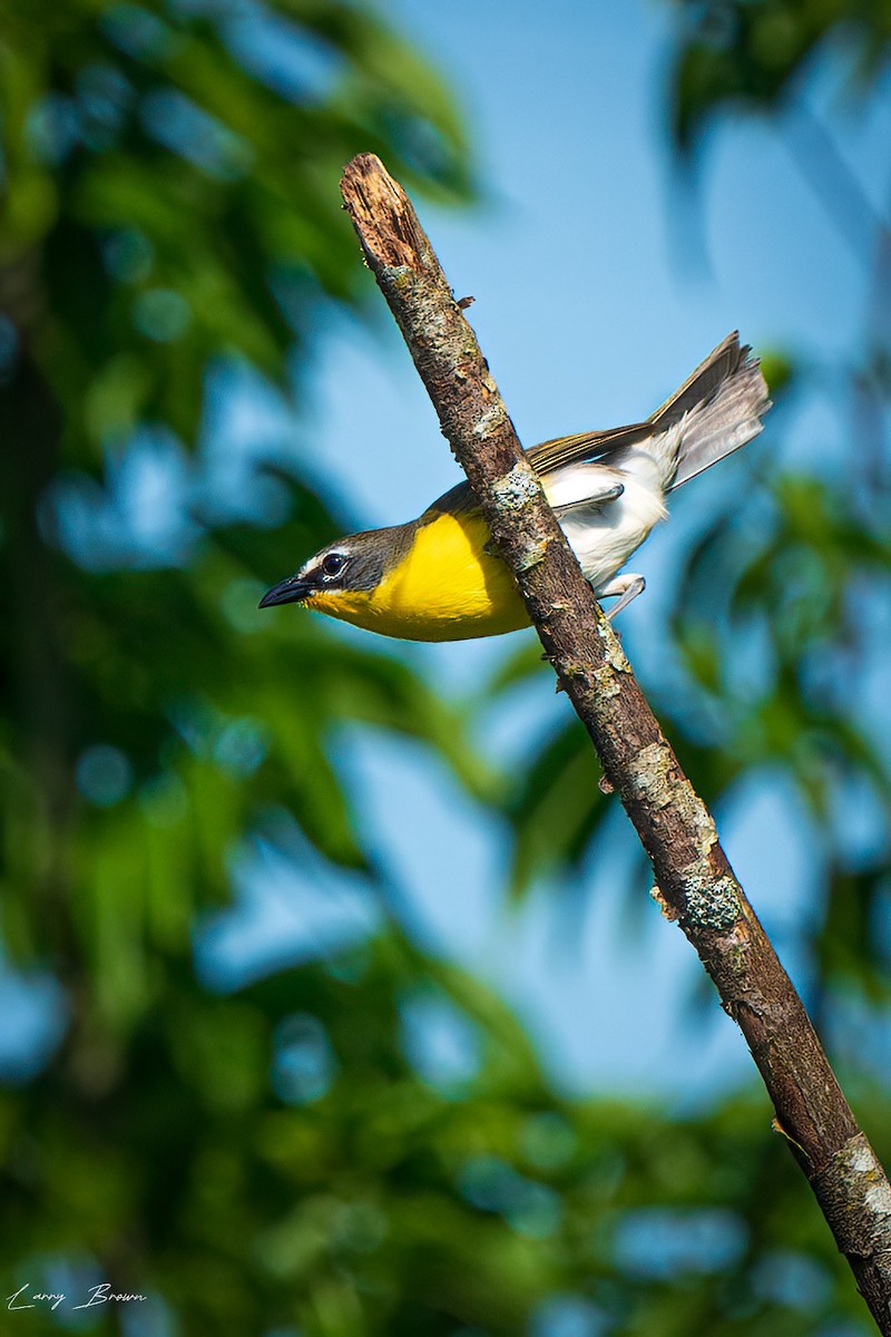 Yellow-breasted Chat - ML619366984