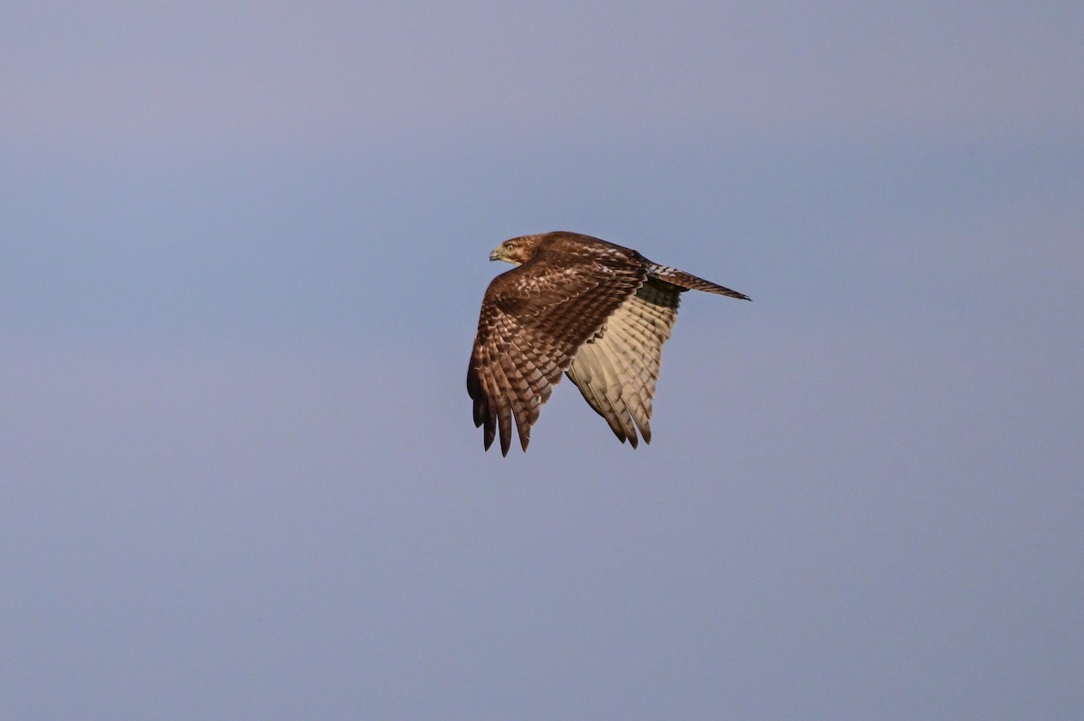 Red-tailed Hawk - ML619367000