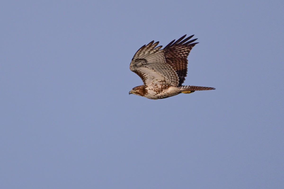 Red-tailed Hawk - ML619367001
