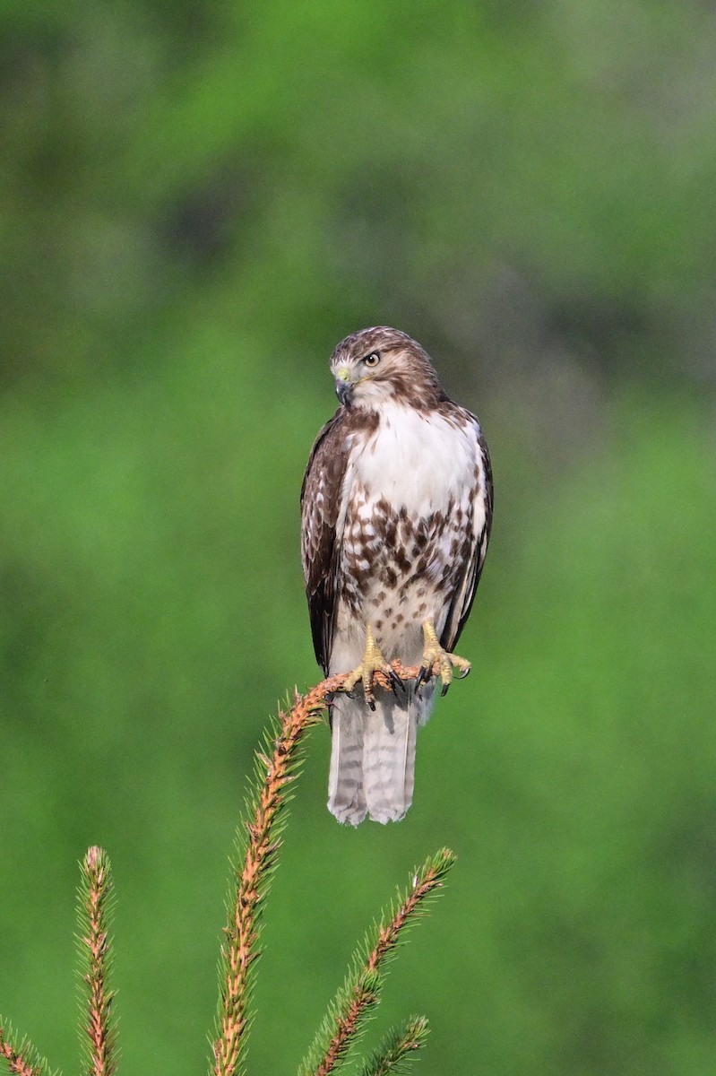 Red-tailed Hawk - ML619367002