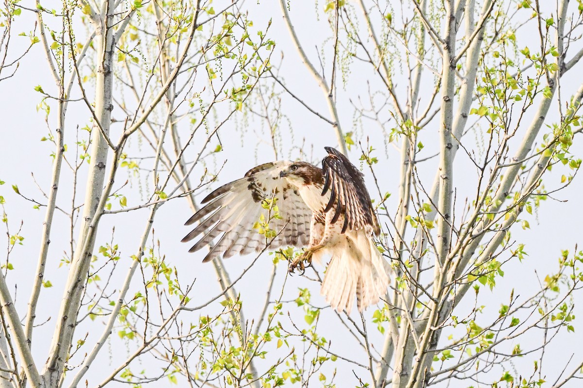 Red-tailed Hawk - ML619367006
