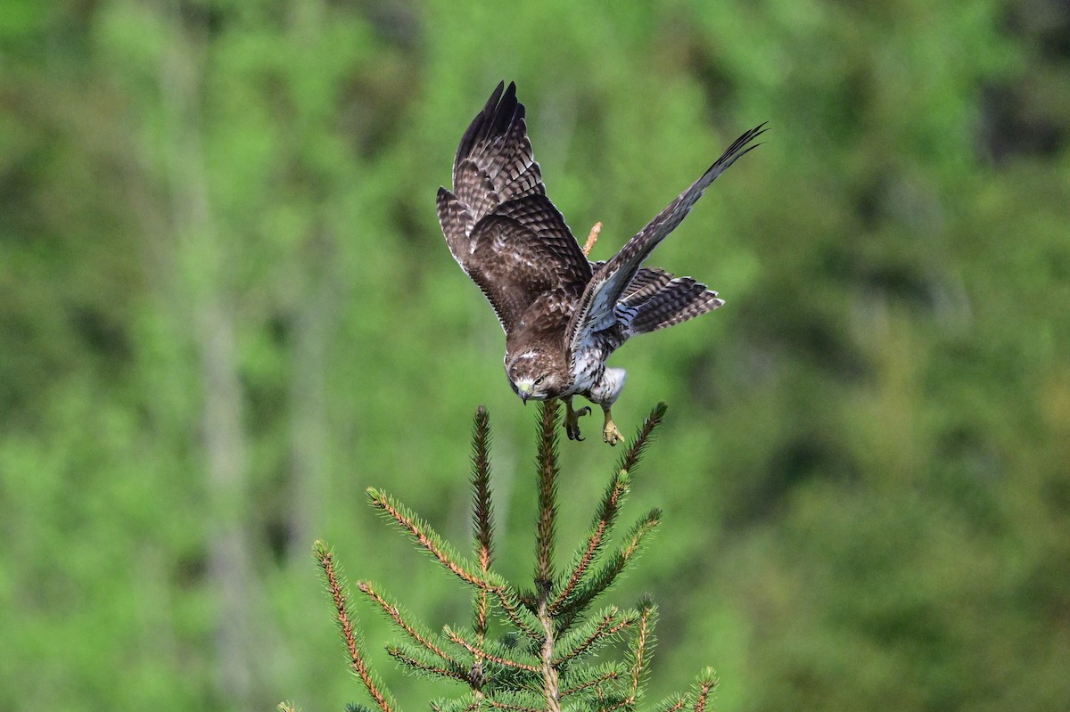 Red-tailed Hawk - ML619367011