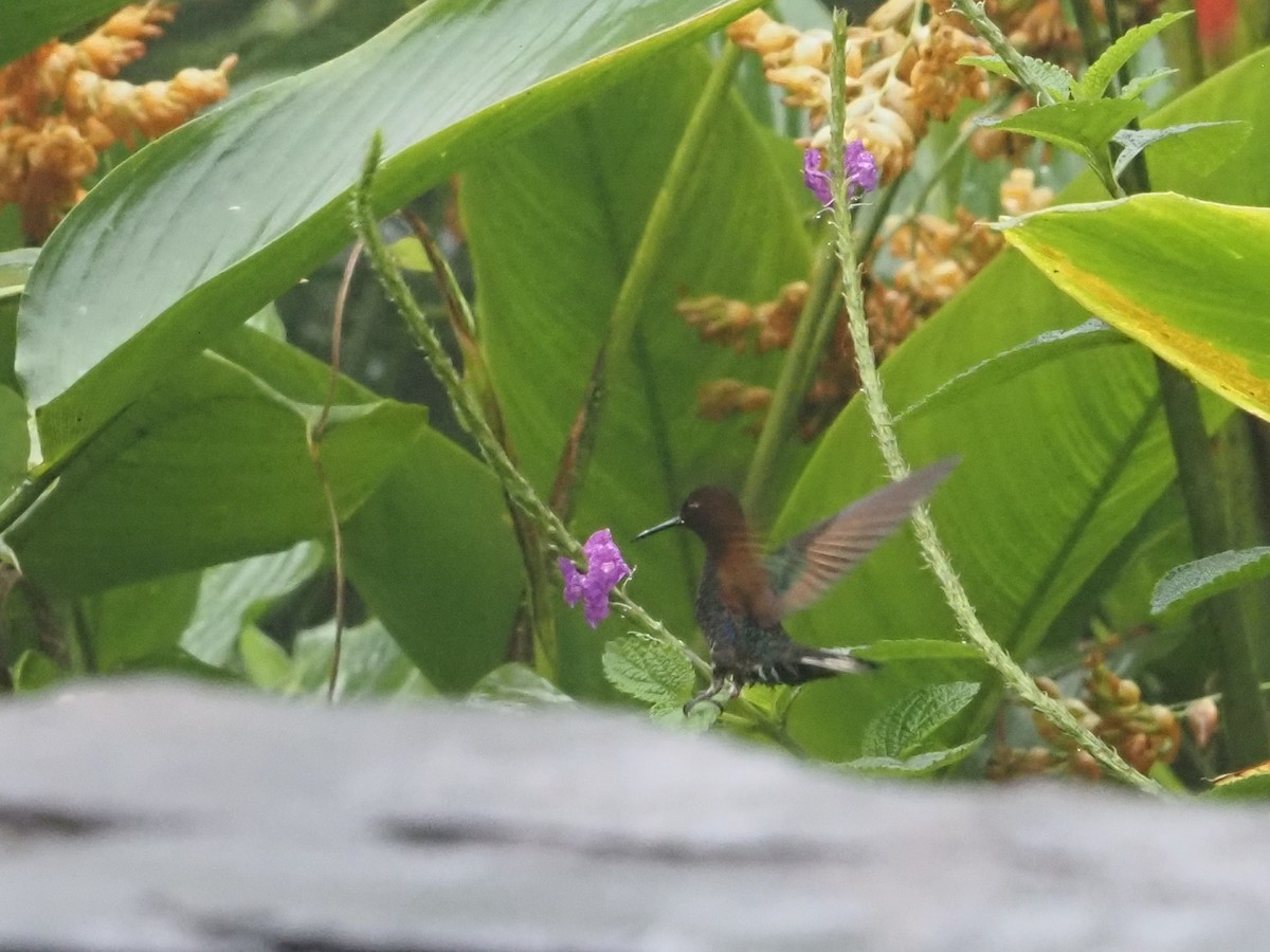 kolibřík hyacintový - ML619367032
