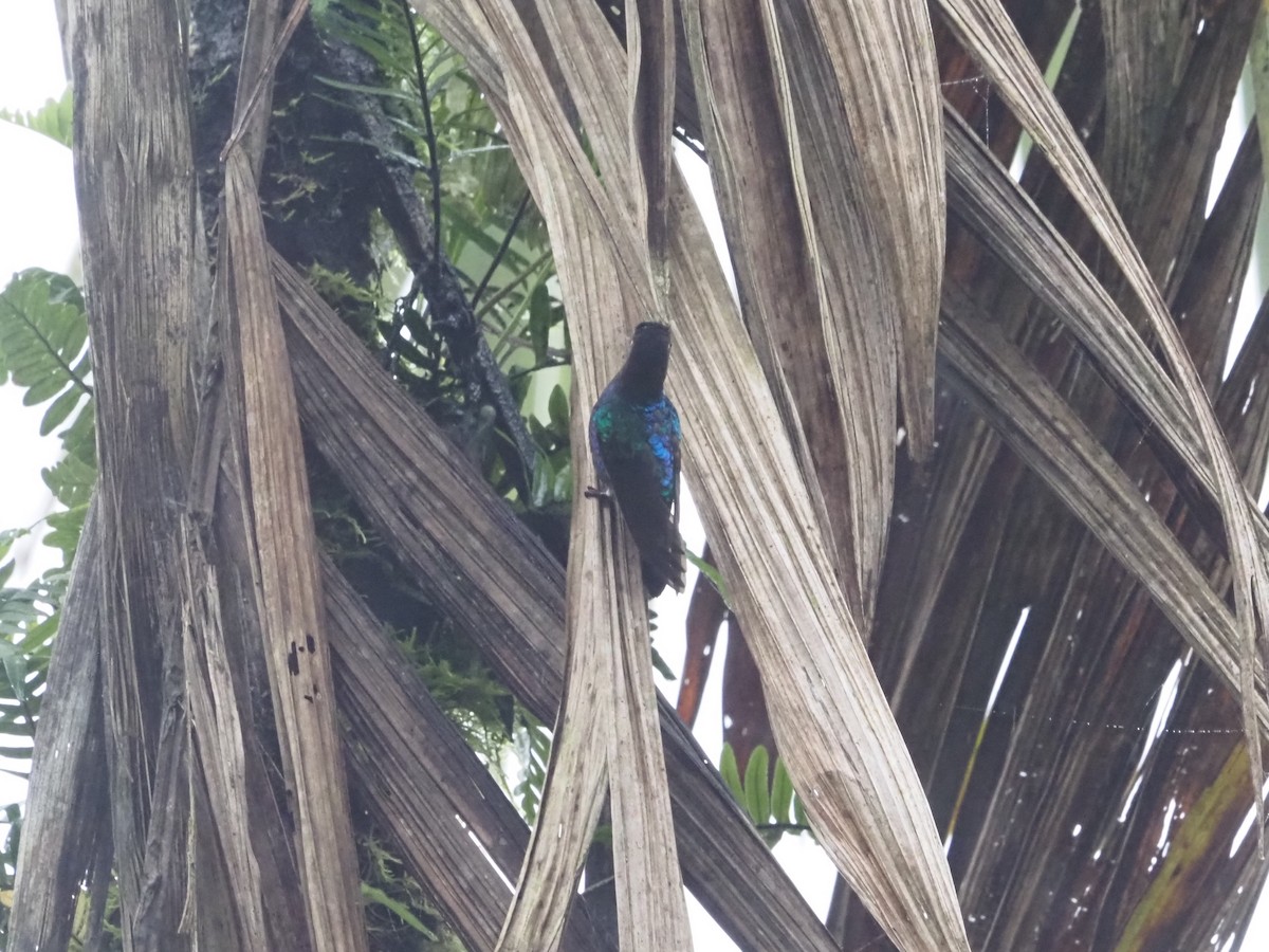 kolibřík hyacintový - ML619367033