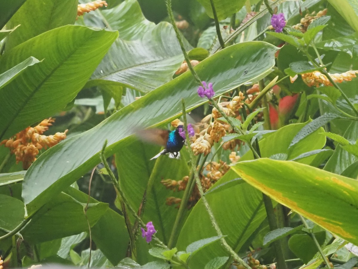 kolibřík hyacintový - ML619367042