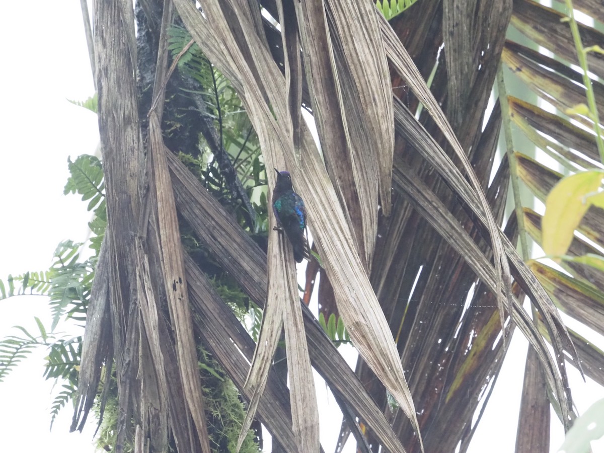 kolibřík hyacintový - ML619367045