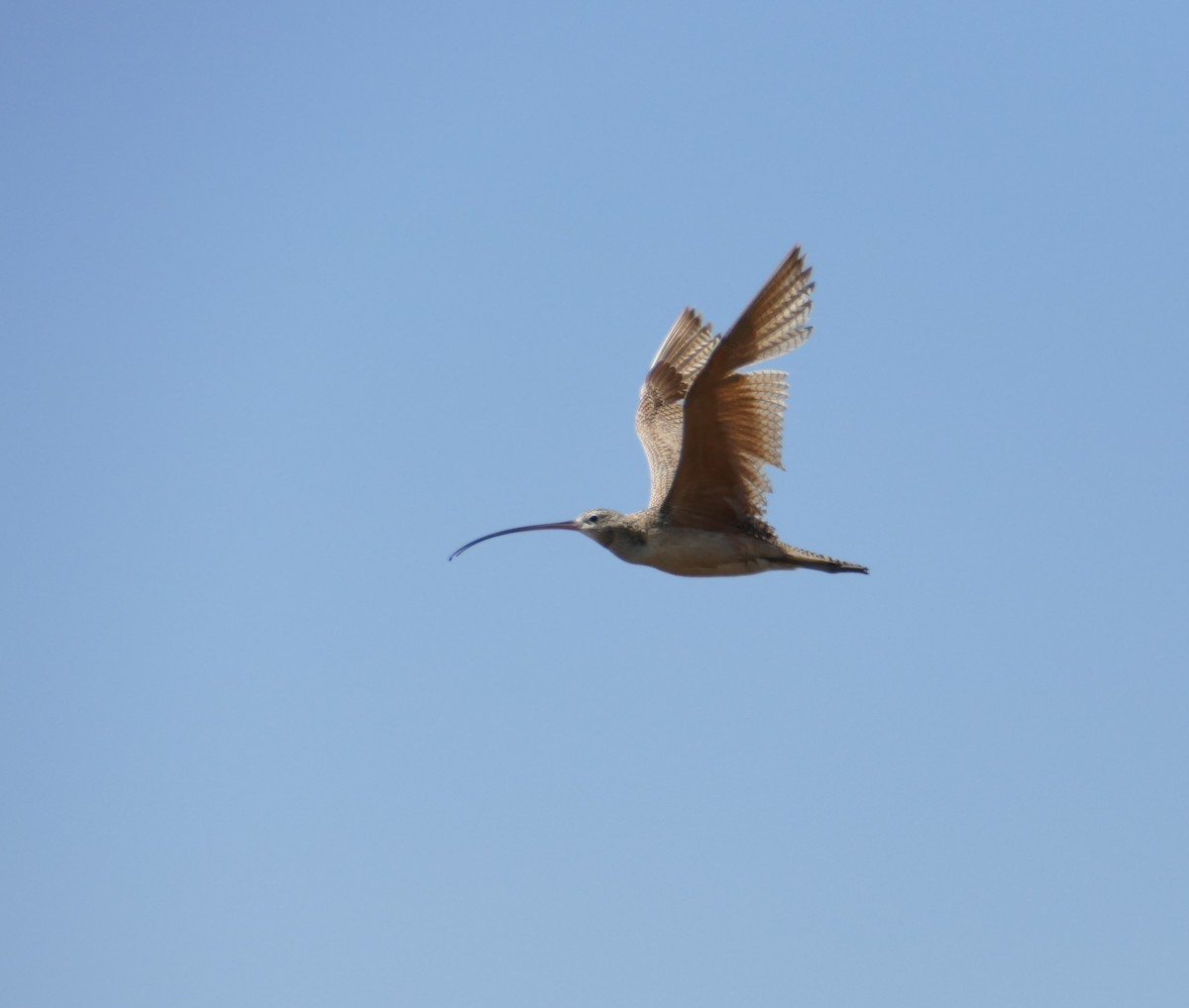 Long-billed Curlew - ML619367073