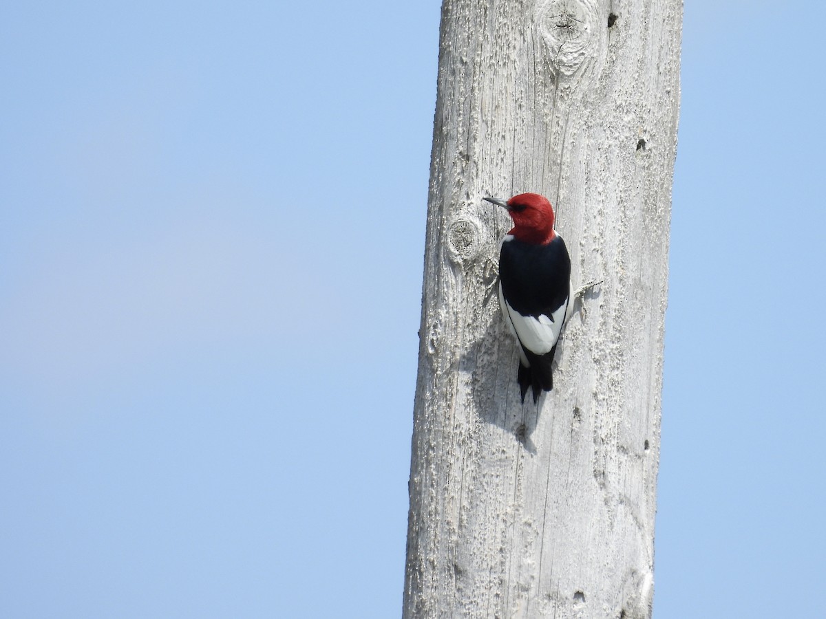 Red-headed Woodpecker - ML619367115